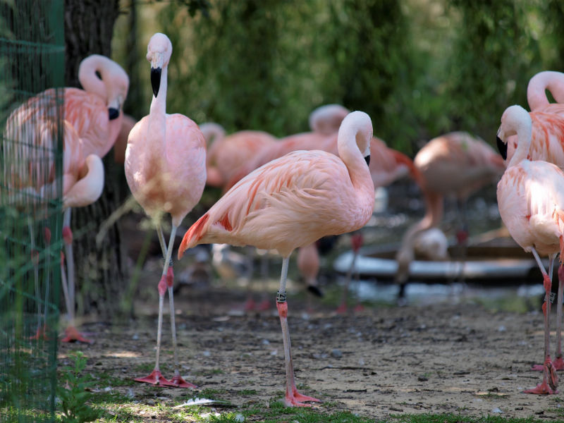 Flamingos no Artis