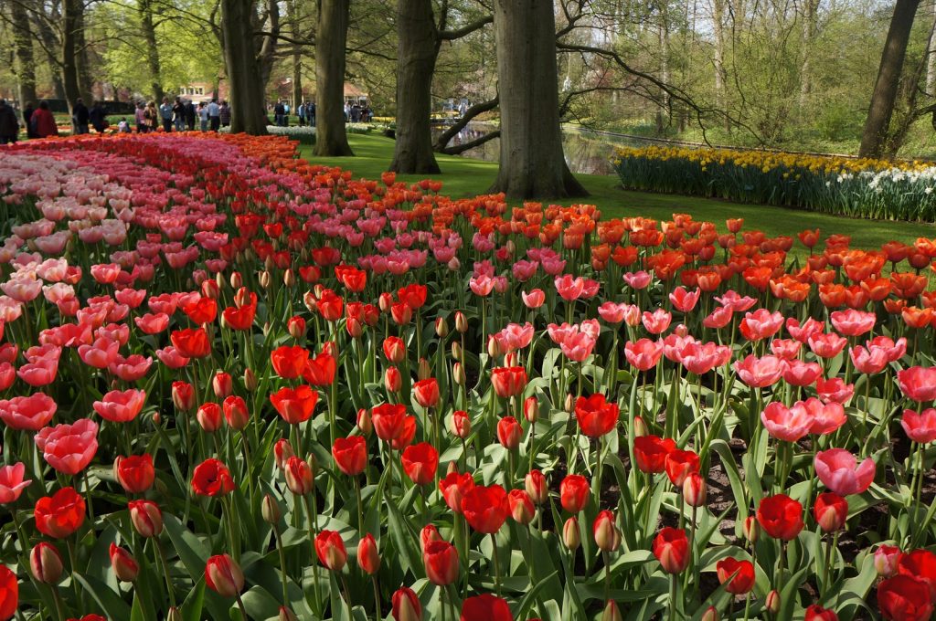 Jardim de tulipas na Holanda