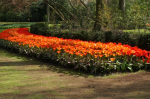 canteiro de tulipas