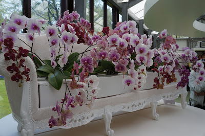 orquídeas holandesas